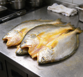Yellow Croaker